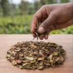 Premium Golden Tips White Tea - Image 2